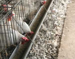 Unbelievable Cruelty to Chickens Image